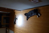 完全にのびてます・・・