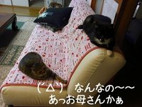 お留守番中