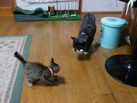 モモが一番