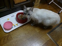 バニラは、ちょ～～～～ご機嫌ななめ
