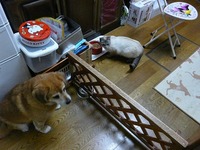 お久しバニラ
