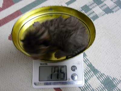 チビにゃん体重測定2