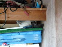 これから・・・