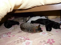 コタツの中が・・・