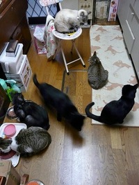 上からバニラ様