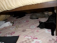 こたつの四隅に・・・