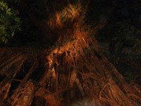 Cathedral Fig Tree 夜