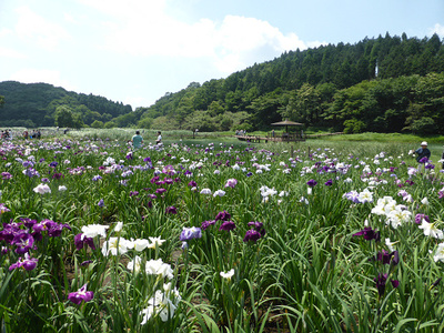 神楽女湖の菖蒲と志高