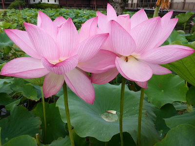 宇佐神宮の蓮の花
