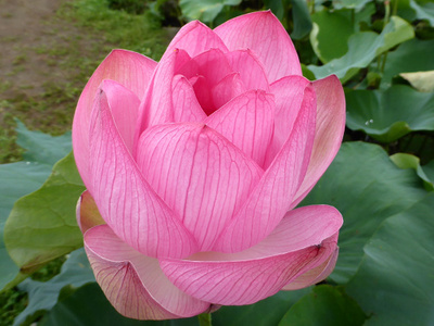 宇佐神宮の蓮の花
