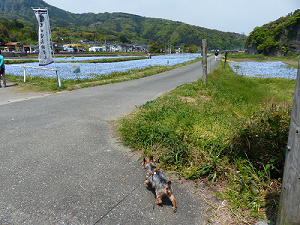 れじゃぐるでも放送されてたネモフィラを見に行って来ました