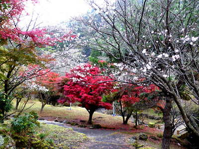 冬桜と紅葉と 冬桜と紅葉と