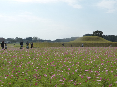 西都原古墳でコスモスを見て帰りました