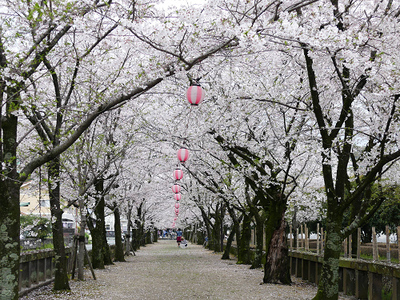 どこも桜は満開でお花見ドライブ♪ どこも桜は満開でお花見ドライブ♪