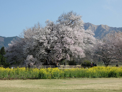 一心行の桜
