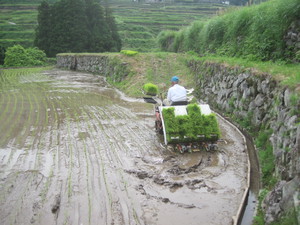 1番最初の田植え 1番最初の田植え