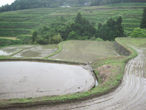 田植え 田植え