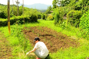 畑の雑草取り 畑の雑草取り