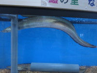 中津駅前に、鱧の水槽が新たに設置されました。