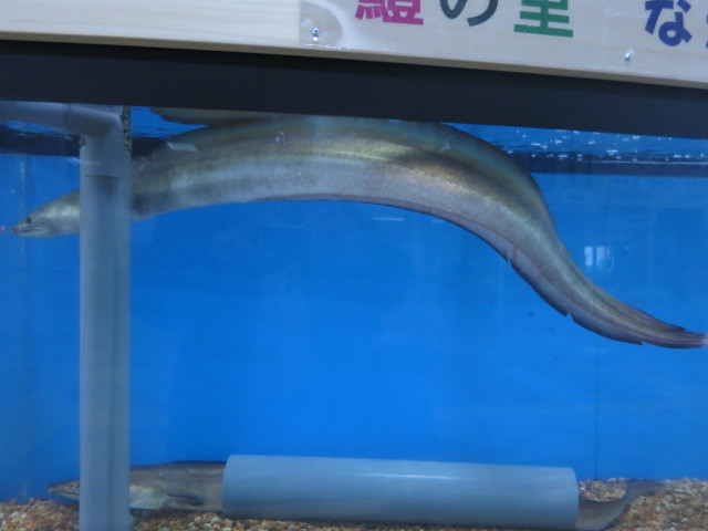 活き鱧