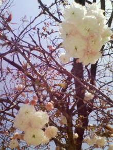 桜の後は・・・夏