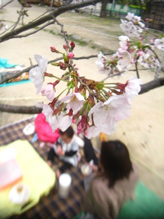 今年のお花見