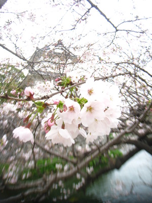 今年のお花見