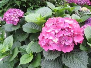 花で季節を感じる