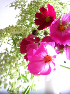 ぶり大根と秋の花