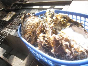 杵築でカキ焼き
