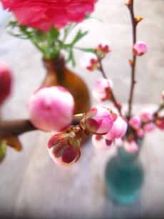 桜の開花と地震
