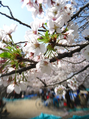 今日のお花見