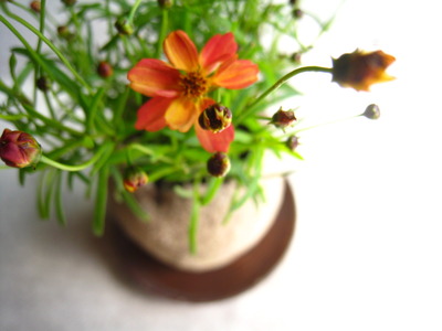 土球の植えかえ