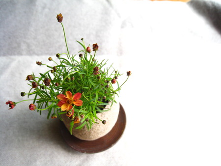 土球の植えかえ