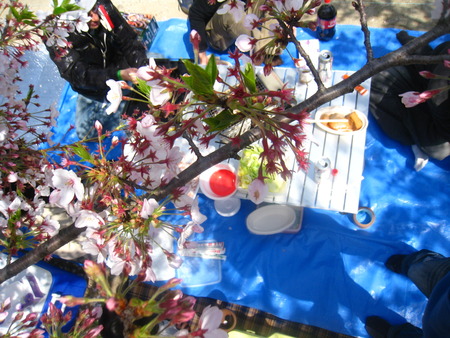2010　お花見