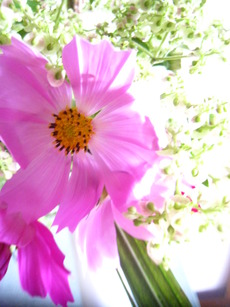 ぶり大根と秋の花