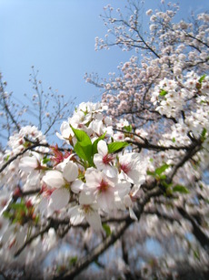 今日のお花見