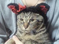 猫耳とお知らせ