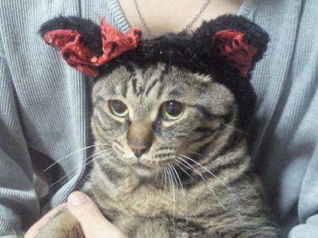 猫耳とお知らせ
