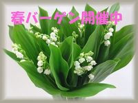 【春バーゲン開催中】すずらんの日