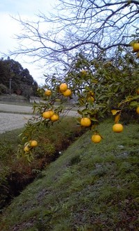 柚子ジャム