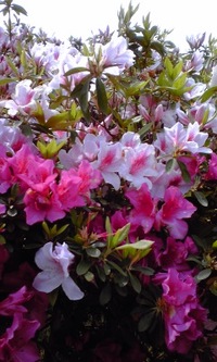 つつじの花