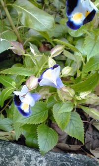 この花何？