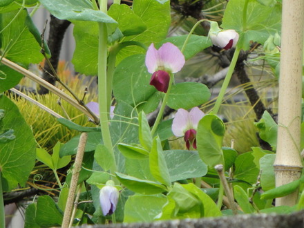ツタンカーメンのエンドウの花かな?