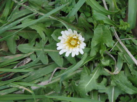 白花タンポポ