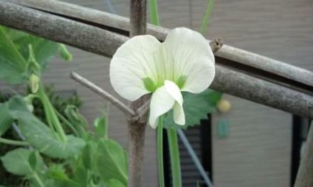 ツタンカーメンのエンドウの花かな?