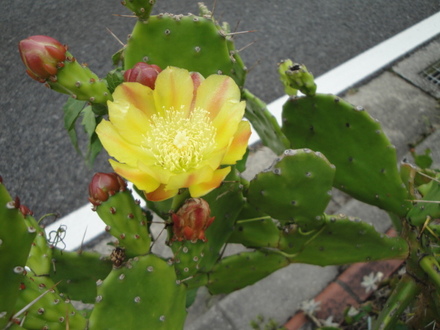 サボテンの花