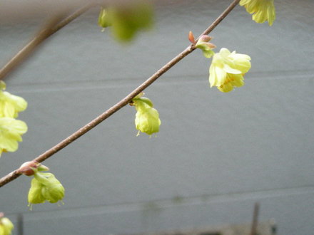 黄色の花