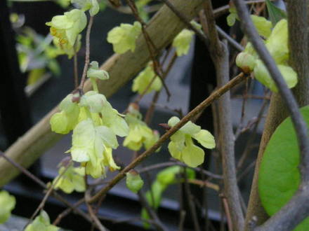 黄色の花