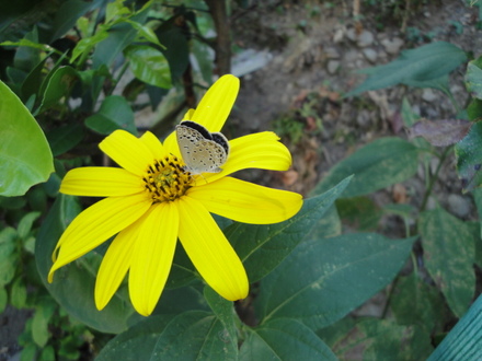 花と蝶